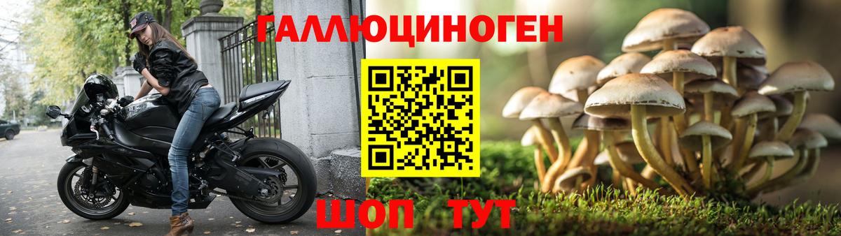 Усть-Кут  Псилоцибиновые грибы Psilocybe  Вход с VPN 